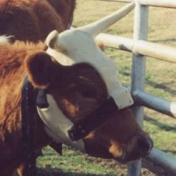 NRS Strap On Muley Horns 7 NRS Strap On Muley Horns -NRS World Sales ropinghorn2